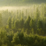 Forests