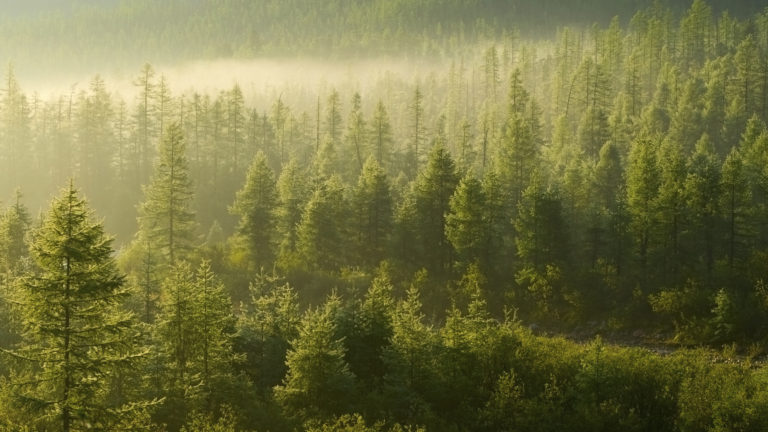 SAU Tech Offers Drone Class To Timber Workers